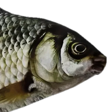 Terry Talapia